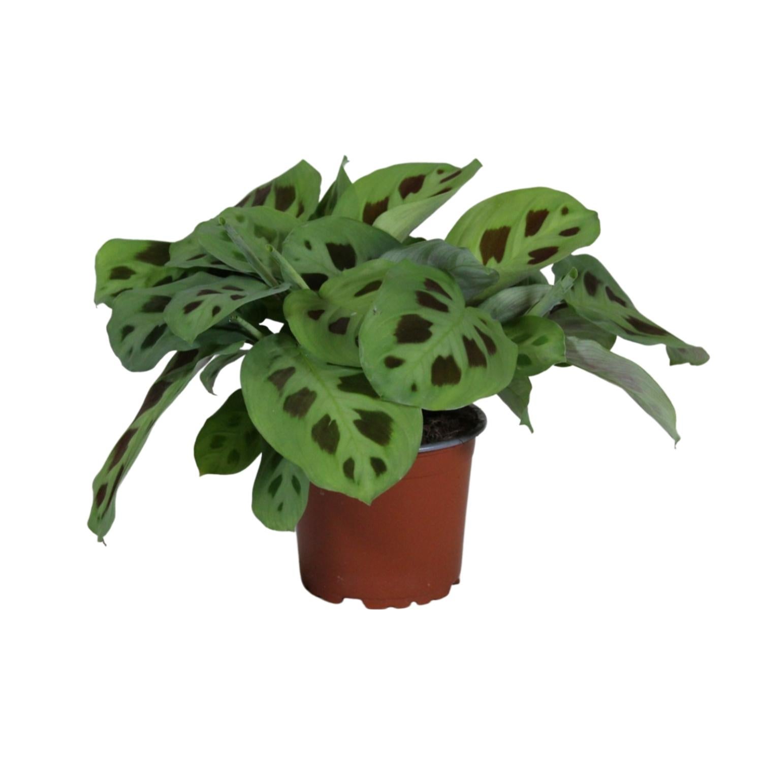 Maranta Leuconeura Kerchoveana - Roślina doniczkowa - Doniczka Ø12cm - Wysokość 30cm