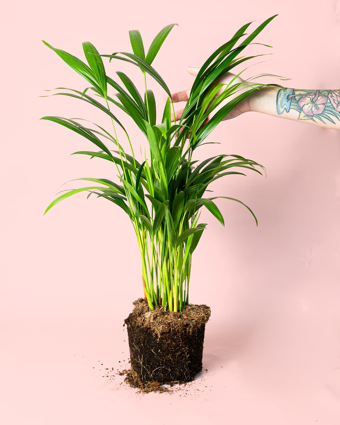 Palma Areca | Natural de Interior y Exterior | Pur Plant - 3