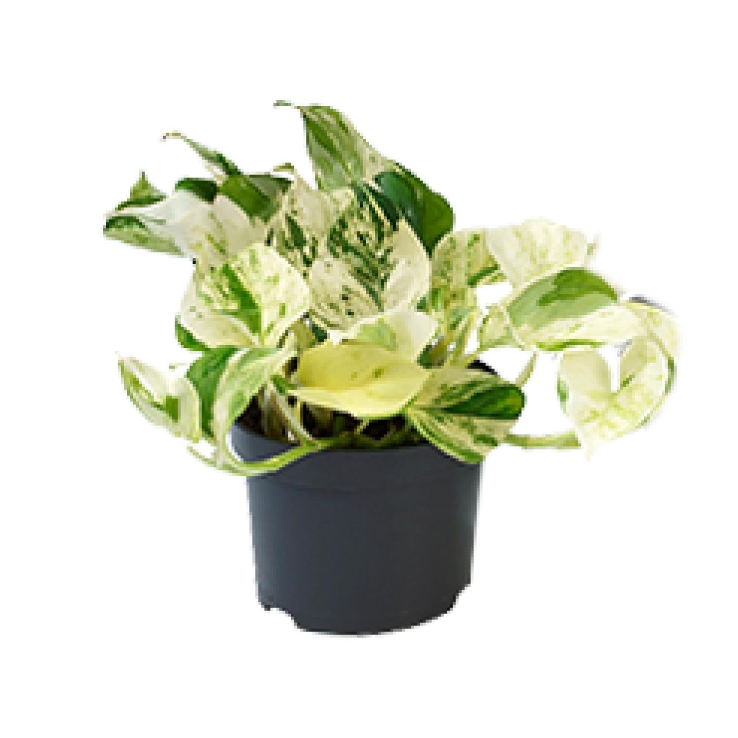 PROMO - Epipremnum Happy Leaf - Scindapsus - Doniczka Ø12 cm - Wysokość 20 cm