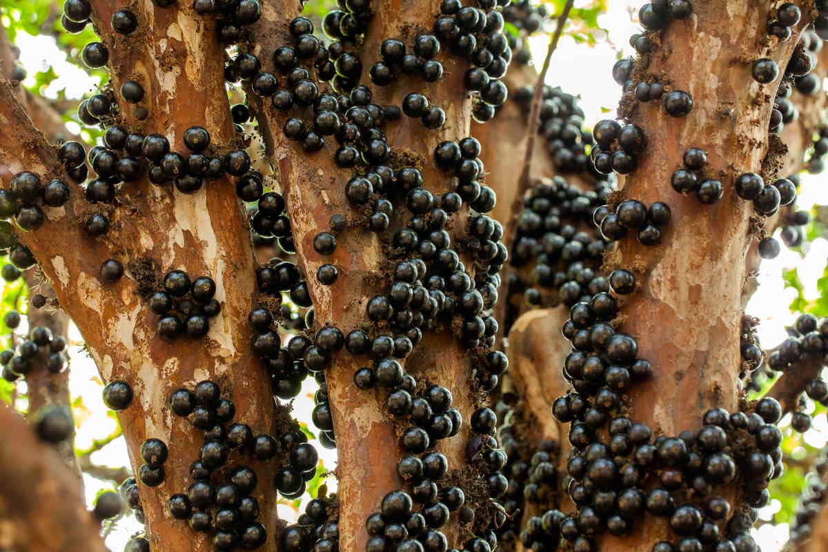 Jaboticaba Myrciaria Vexator – Graines Plante Fruit Bleu Brésilien – Arbre à Fruits Sur Tronc