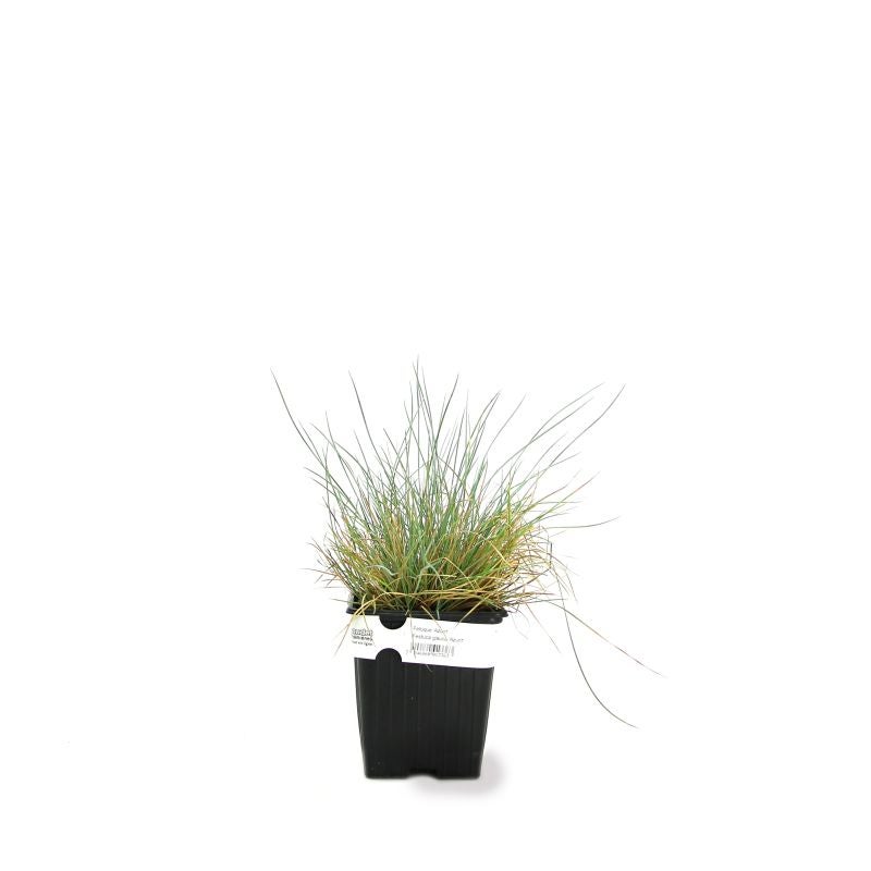 3 Fétuques Bleues (Festuca Glauca 'Azurit') - Lot de 3 graminées - Pépinières Naudet - 2