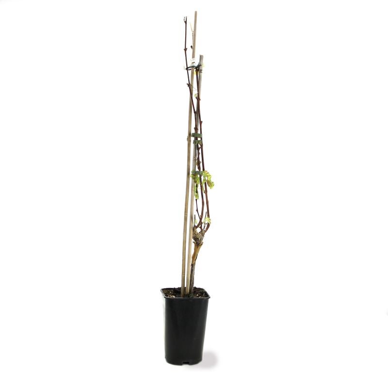 Vigne 'Chasselas roi des Précoces' (Vitis vinifera 'Chasselas roi des Précoces') - Conteneur 3L - Taille 30/60cm - Pépinières Naudet - 3