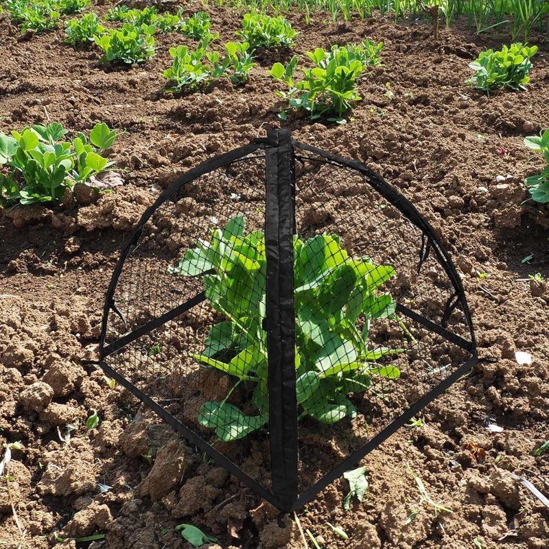 Protection pour fraisiers, 56 x 56 x 56 cm, cage de protection pour plantes empêchant l'intrusion d'animaux, filet de protection, 1 pièce - 5