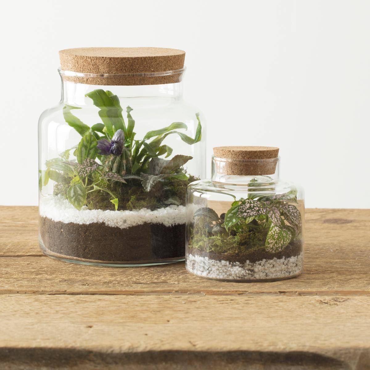 Terrarium - verre - H21 cm - Atmosphera créateur d'intérieur - 4
