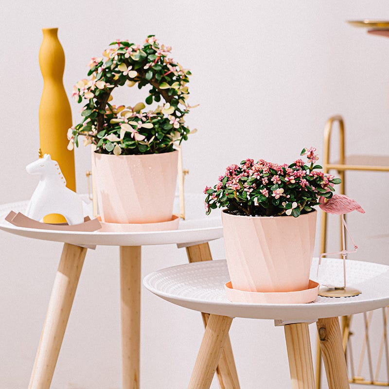 Piante grasse miste da interno in vaso da 6 cm all'ingrosso per il tuo negozio Piante grasse miste da interno in vaso da 6 cm all'ingrosso per il tuo negozio