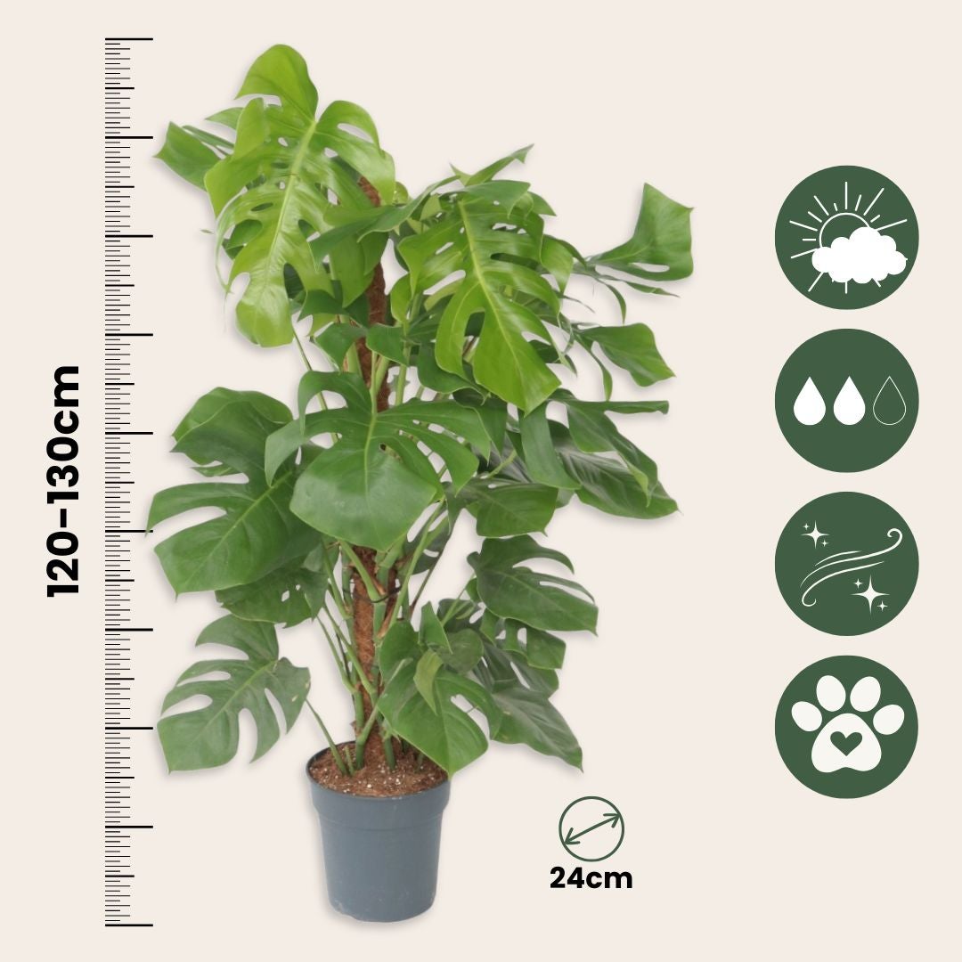 monstera shirt T-shirt monstera mint White / LARGE
