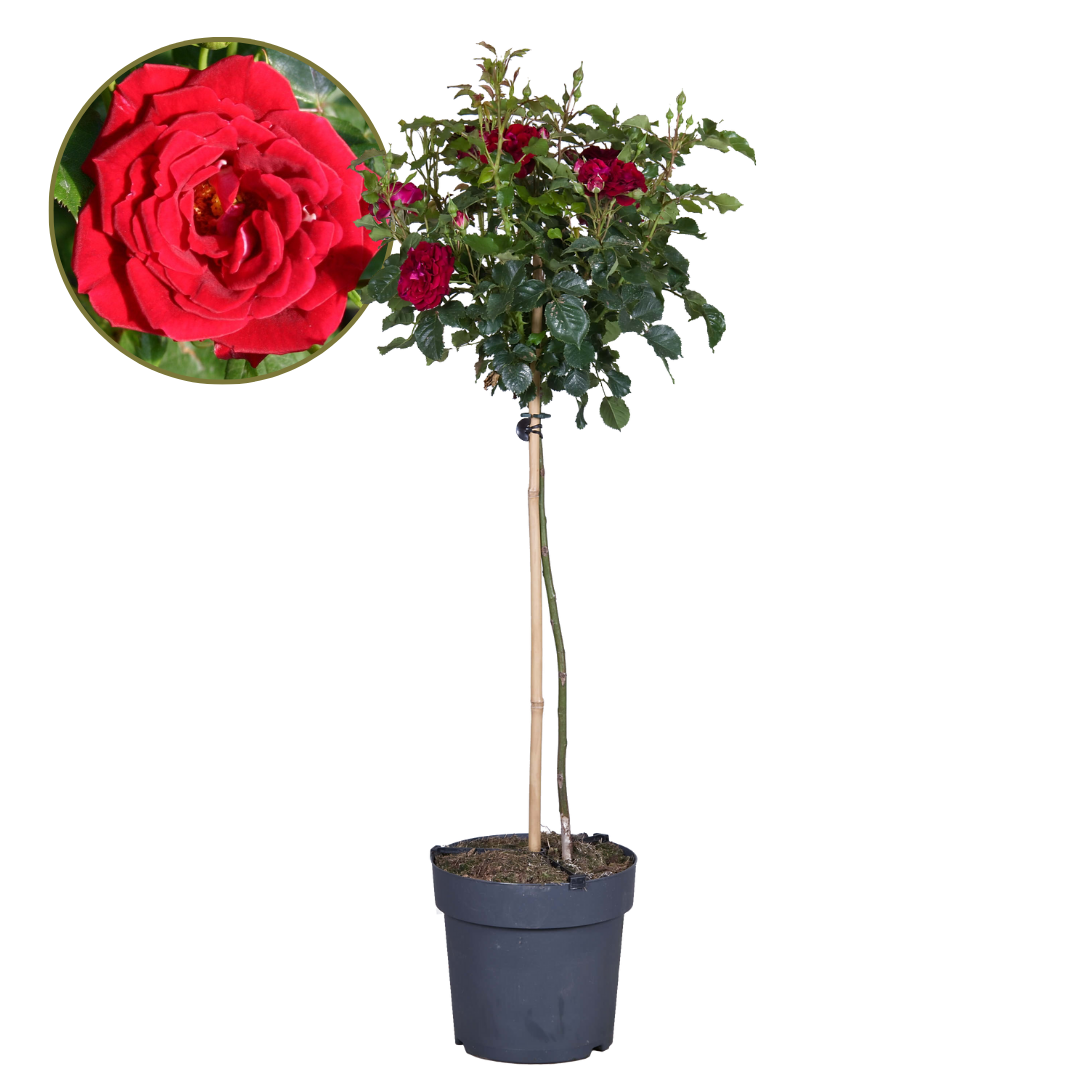 Rosa de tallo - Rosa palace ‘Pride' - Altura 80-100cm - ⌀19cm | Leroy ...