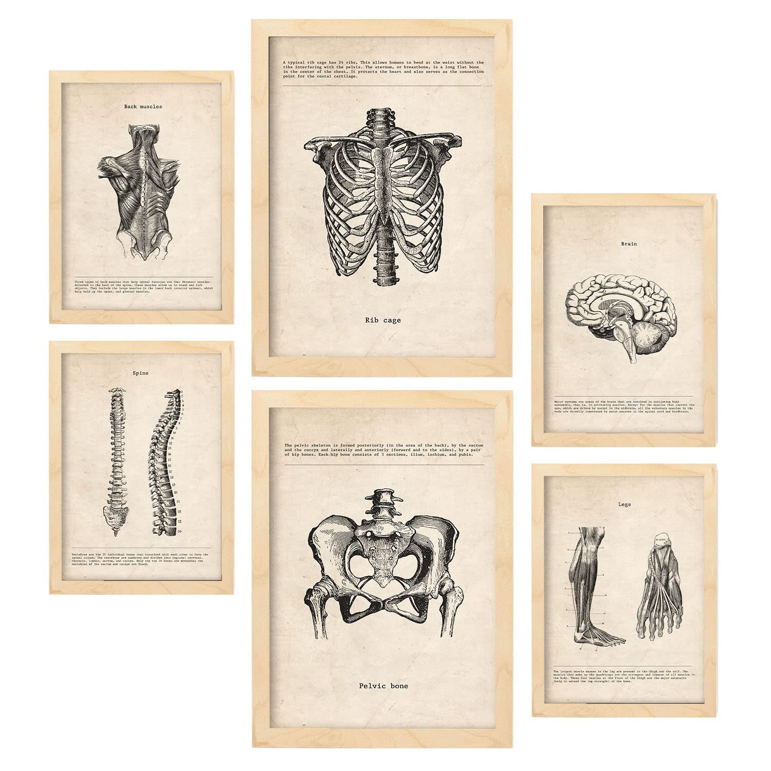 Nacnic La Tête Aux Pieds Affiches Médicales De Style Vintage De L