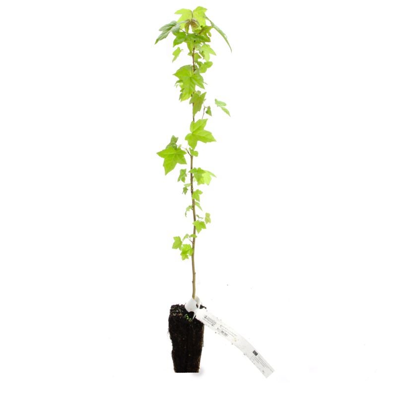 Copalme d'Amérique (Liquidambar styraciflua) - Godet - Taille 20/40cm - Pépinières Naudet - 3