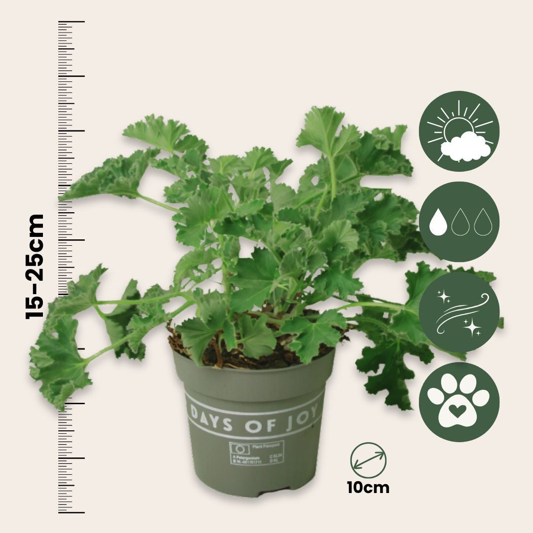 Geranio Rosa Profumato - 3 Pezzi - Pelargonium - Altezza 15-25cm - ⌀10cm - 2