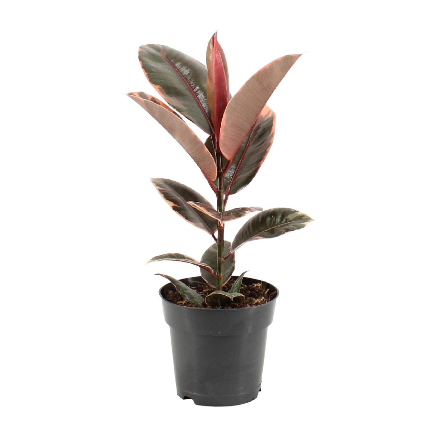 Ficus Elastica Belize Ø17cm Altura 55cm Planta Borracha PurificadoraFicus Elastica Belize Ø17cm Wysokość 55cm Roślina Gumowa Oczyszczająca Powietrze