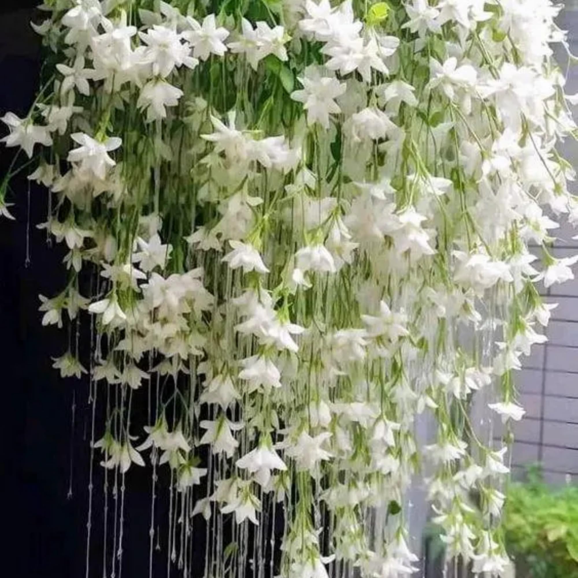 200 graines de jasmin pleureur, graines de fleurs de jasmin, plante grimpante, convient aux jardins familiaux. - 4