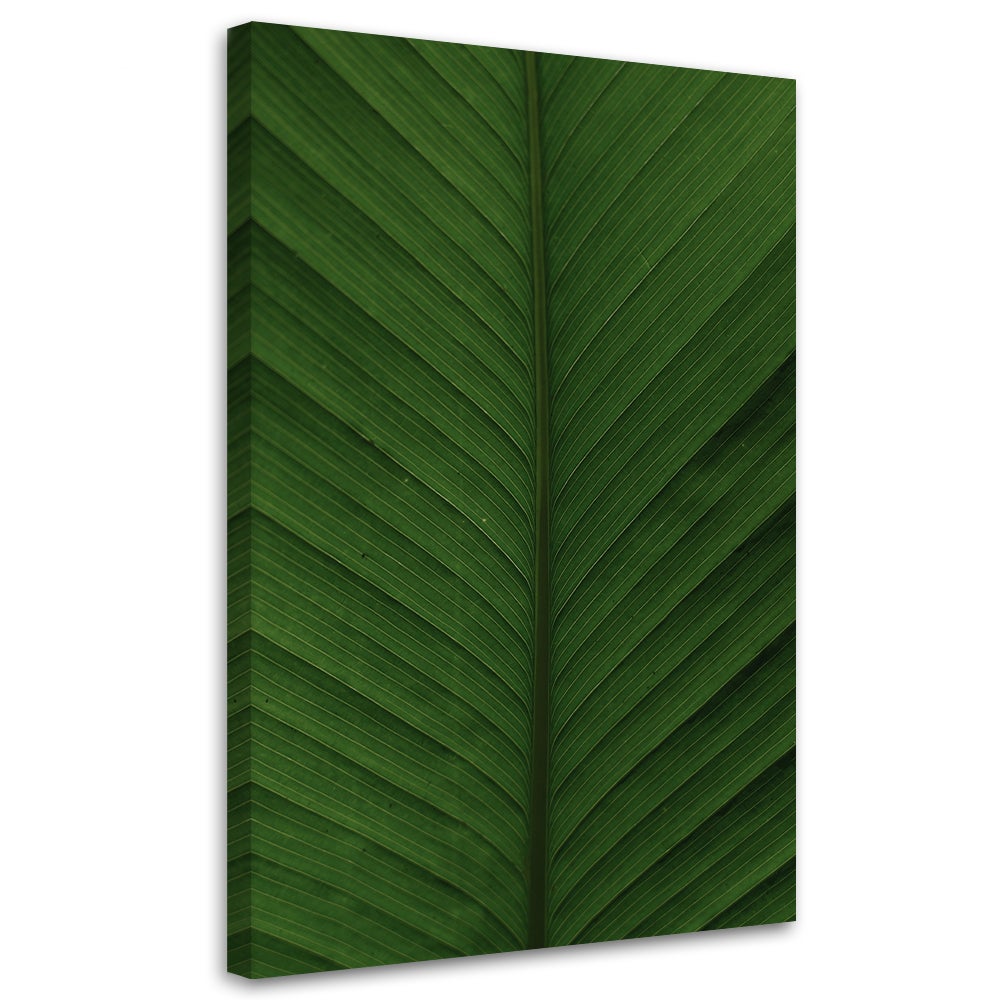 Obraz na płótnie, Liść bananowca makro 80x120