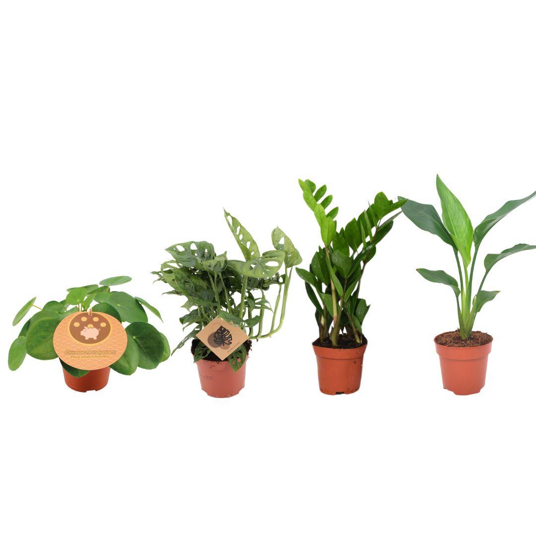 Plantbox Musthave - 4 Rośliny Wnętrz Ø12cm, Wysokość 20-40cm, Monstera, Strelitzia, Zamioculcas, Pilea