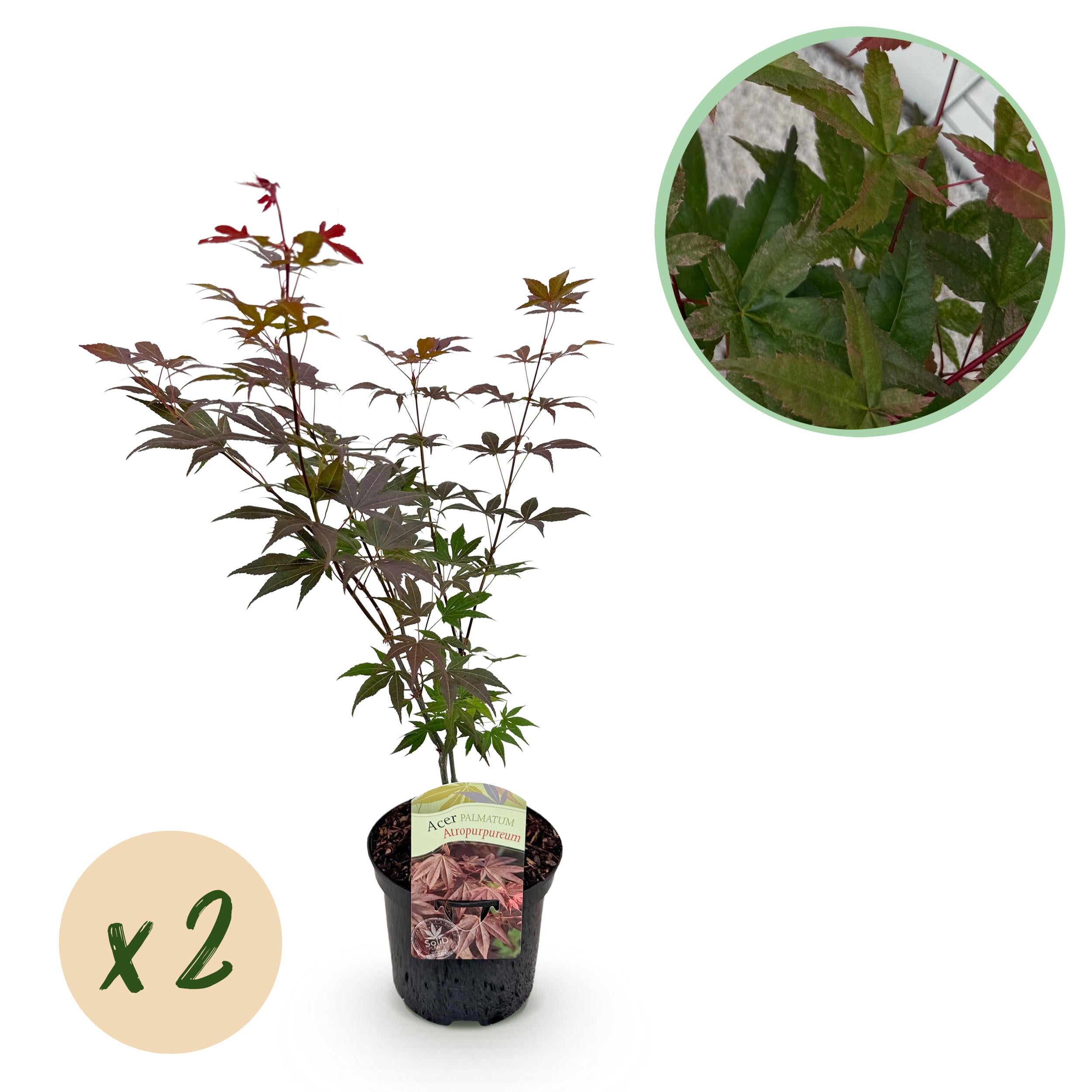 Green boutiQ Klon Japoński Acer palmatum Atropurpureum – 2 rośliny – Doniczka 19 cm – Wysokość 70 cm