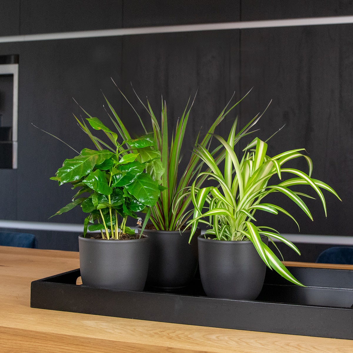 Lot de 3 - Mélange de plantes d’intérieur - Coffea, Dracaena, Chlorophytum - Dépolluantes - 25-35 cm - 7