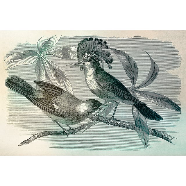 Papier peint panoramique oiseaux vert & gris Tapisserie panoramique motif oiseau vintage Papier peint panoramique cuisine & salon