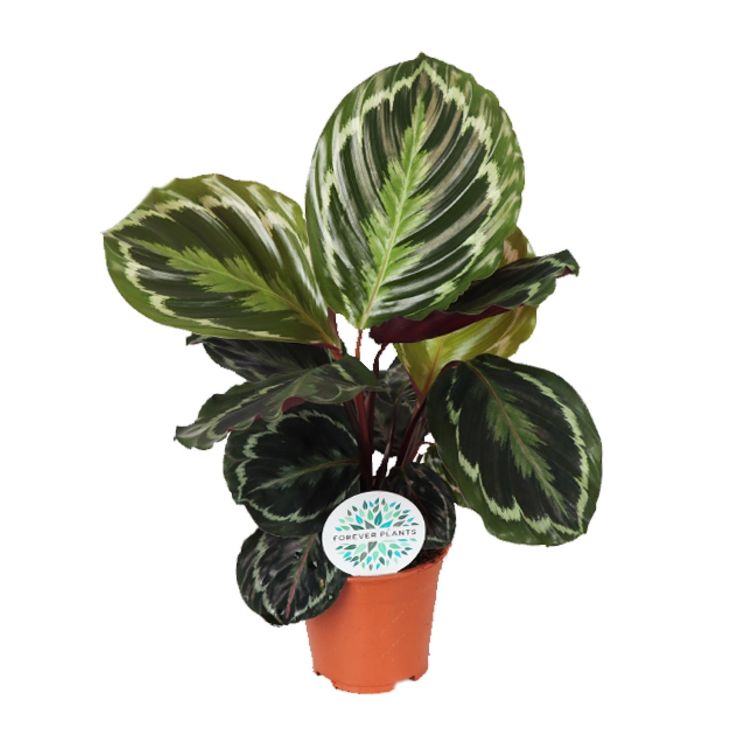 Calathea Medallion 14 cm - Roślina doniczkowa 45 cm - Zielone i fioletowe liście