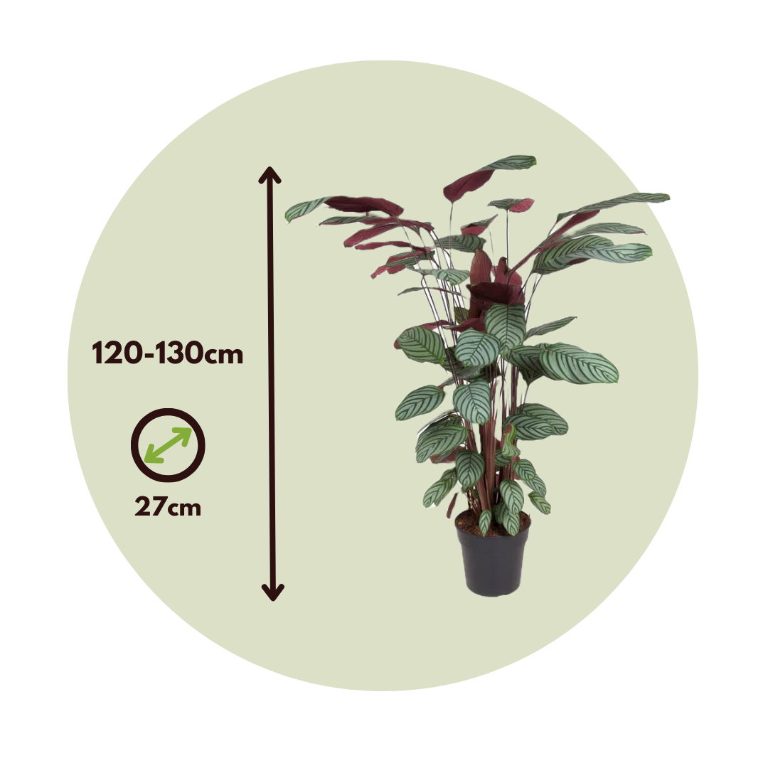 elefantenohr hydrokultur Elefantenohr (Alocasia portodora) kaufen