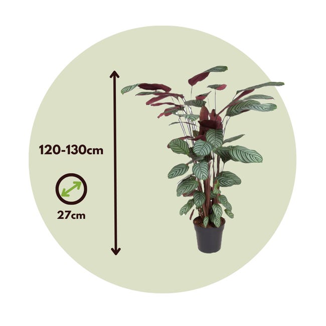 elefantenohr hydrokultur Elefantenohr (Alocasia portodora) kaufen