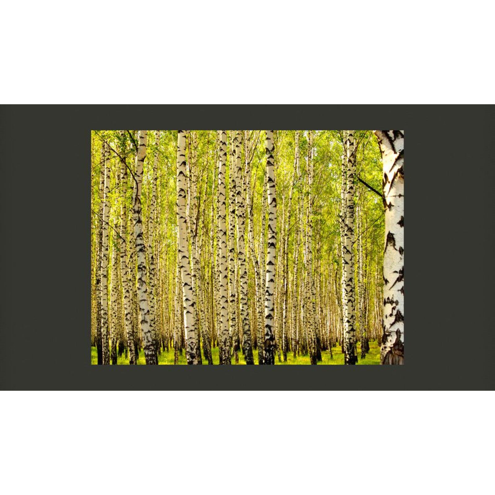 Papier peint forêt de bouleaux - 350 x 270 cm - 2