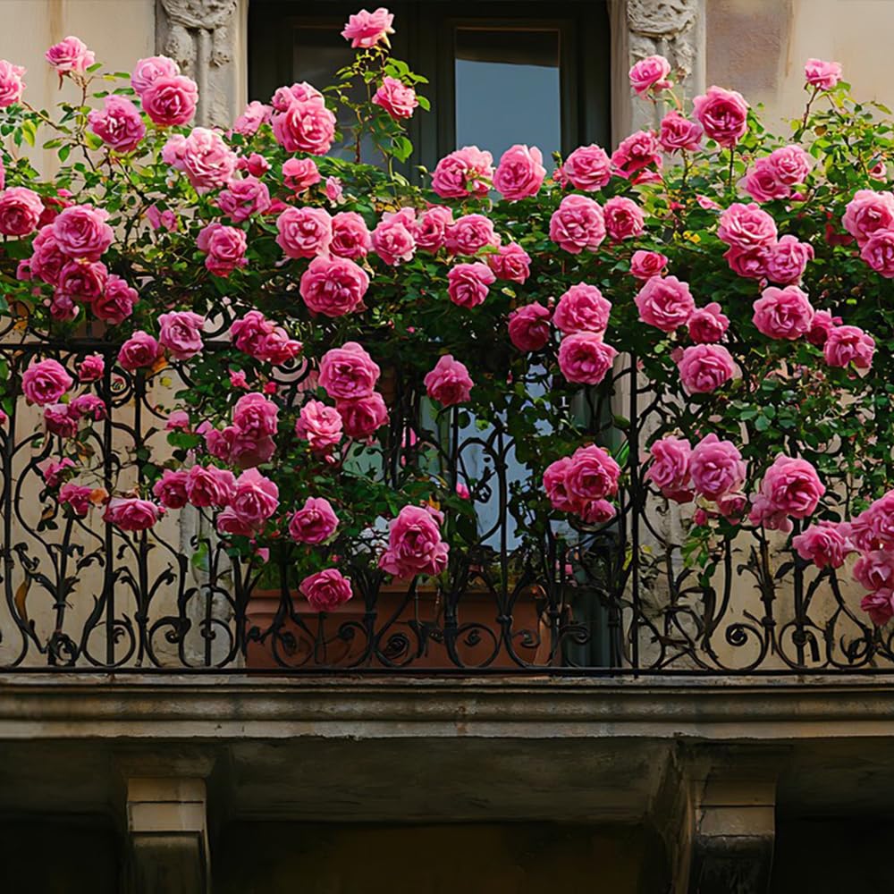400 graines de roses, rosiers grimpants, graines de roses, floraison toute l'année, belles fleurs,pour la plantation de balcons de cour et de jardins - 3