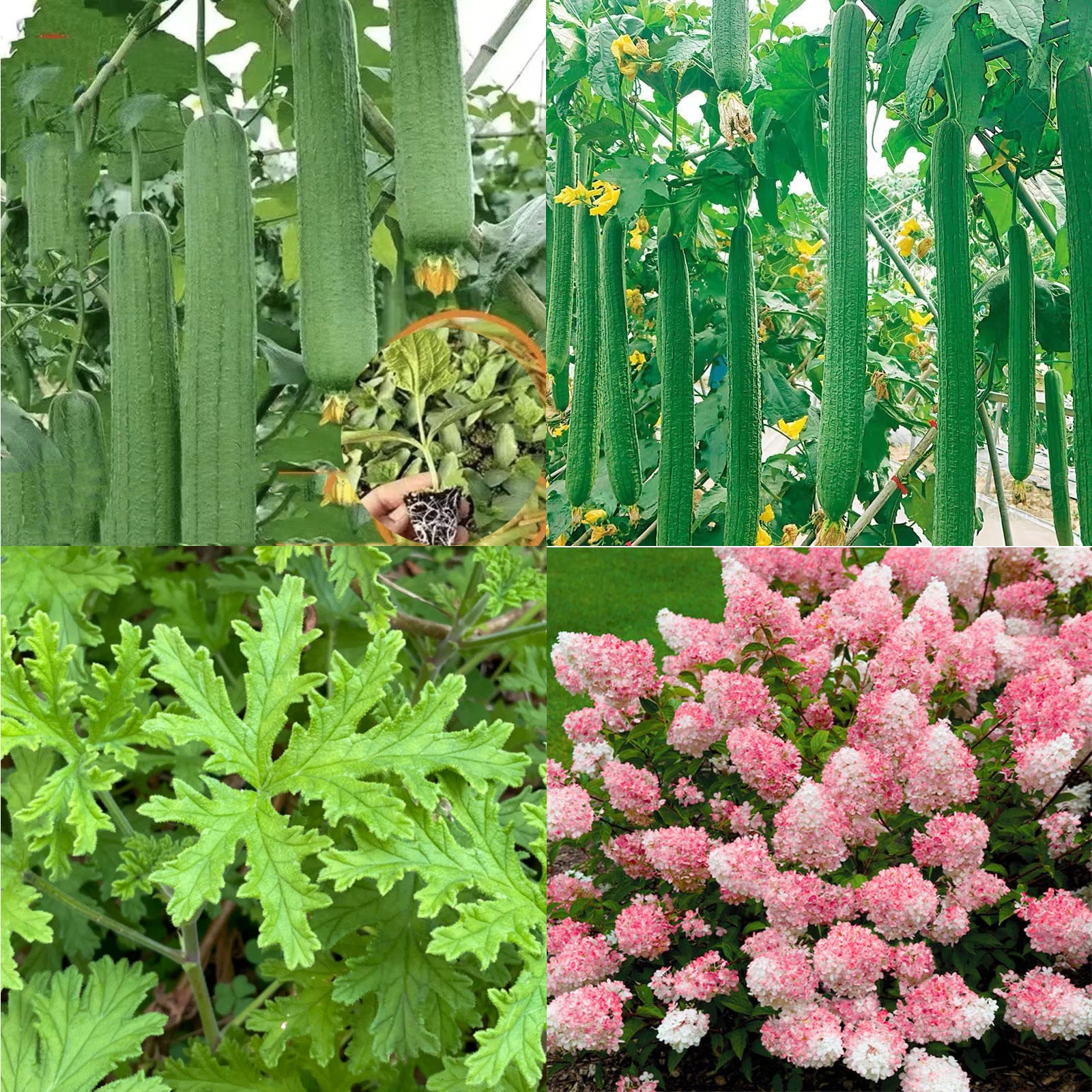 bester dünger für olivenbaum Purgrün Olivenbaum-Dünger 1 Liter main image 1