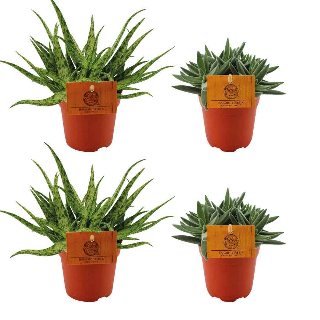 Zestaw 4 sukulentów – 2x Aloe Spider + 2x Crassula Tenelli – Ø10,5cm – Wys. 10cm