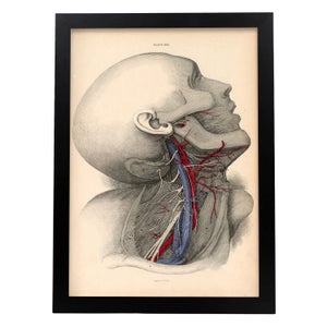 Set 6 Poster Anatomia Umana - Formati A3 E A4, Per Studio E Decorazione Nordica