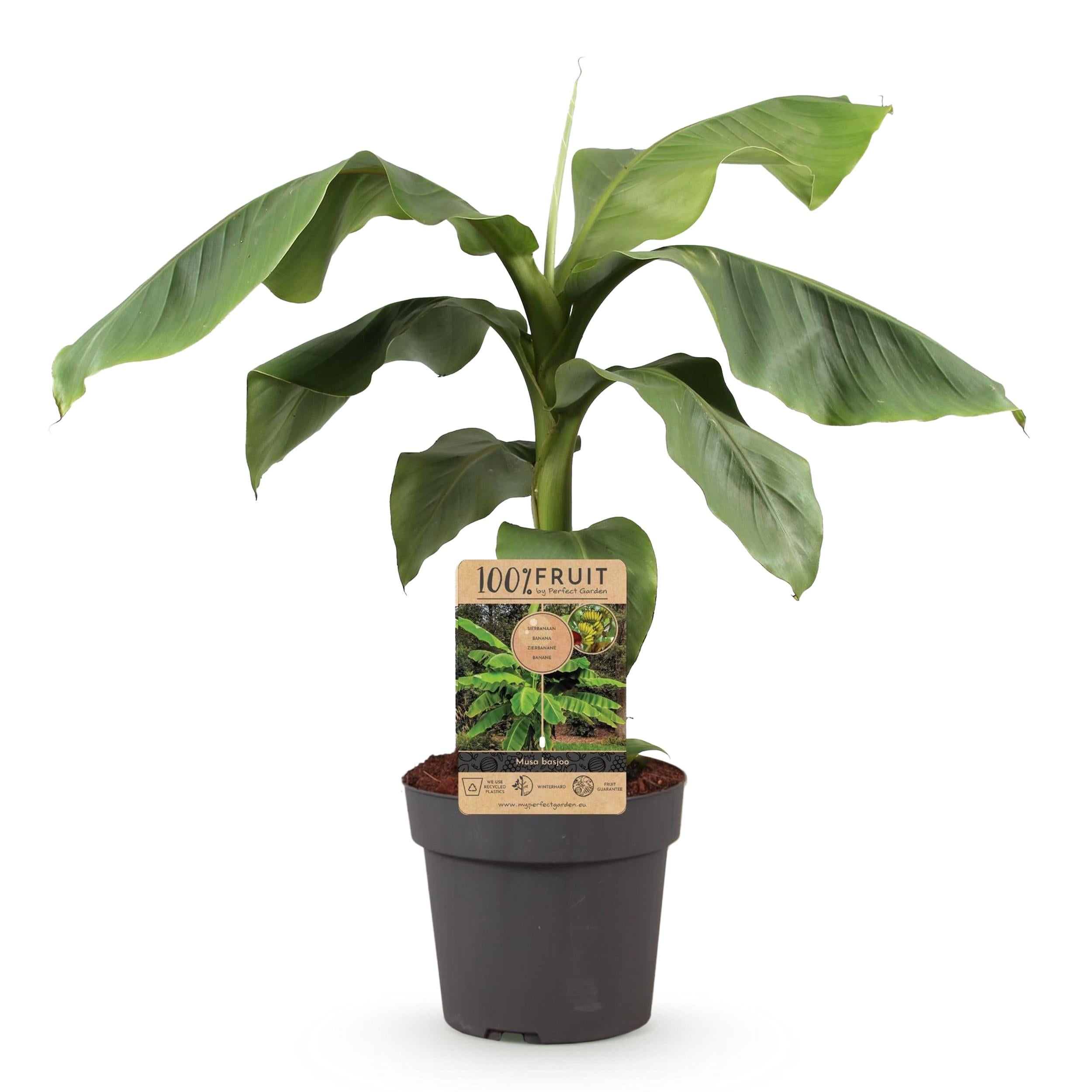 Musa Basjoo – Banana giapponese resistente – Pianta da frutto – Vaso 21 cm – Altezza 70-90 cm - 2