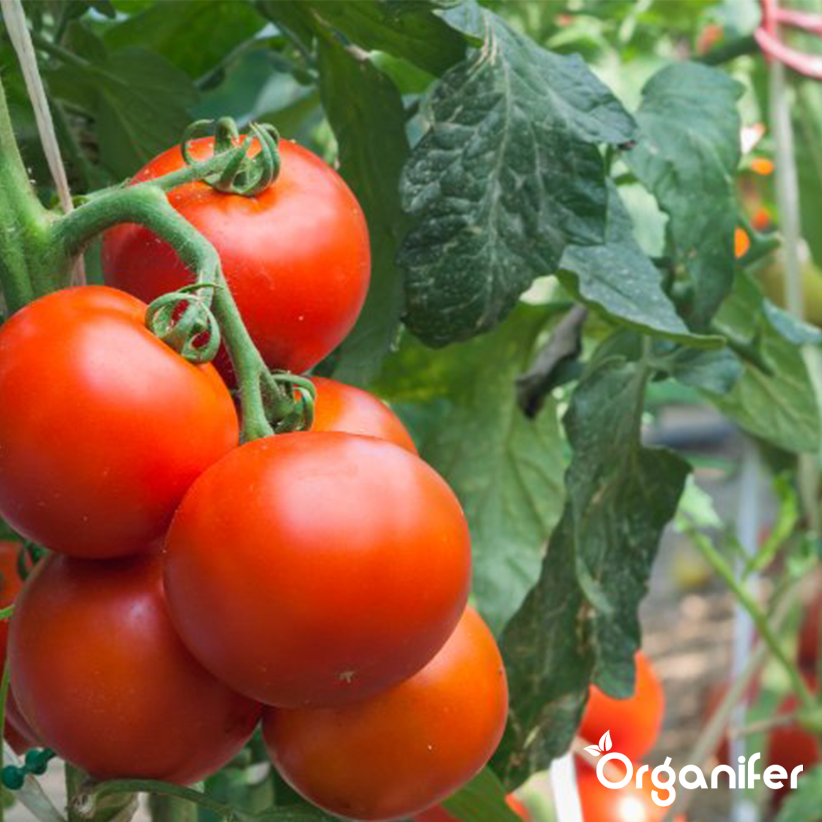 Pack De Semences De Légumes - 25 Variétés Culinaires - Organifer - 8