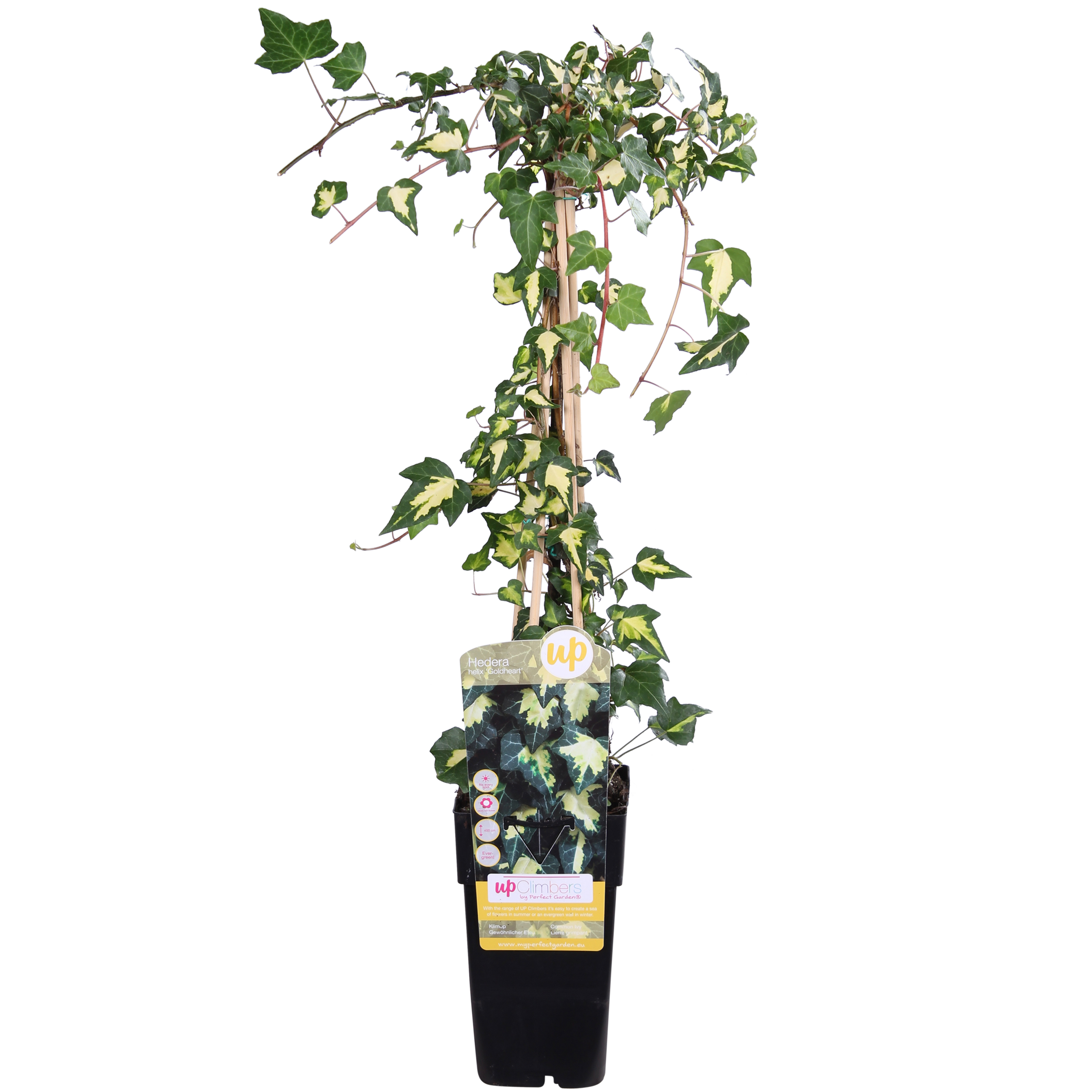 Hedera helix 'Goldheart' - Bluszcz pnący zimozielony, odmiana Goldheart - 15cm - 65cm