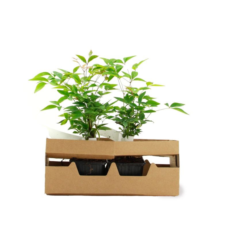 Bambou sacré (Nandina domestica) - Godet - Taille 10/15cm - Pépinières Naudet - 4