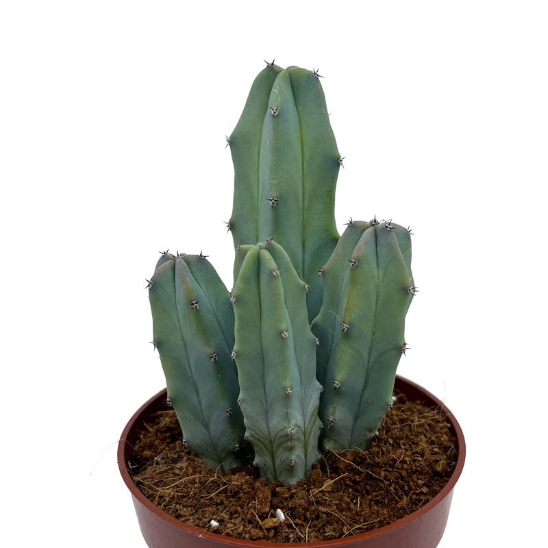 Myrtillocactus Geometrizans 'Fukurokuryuzinboku' - Cactus Raros Y Baratos