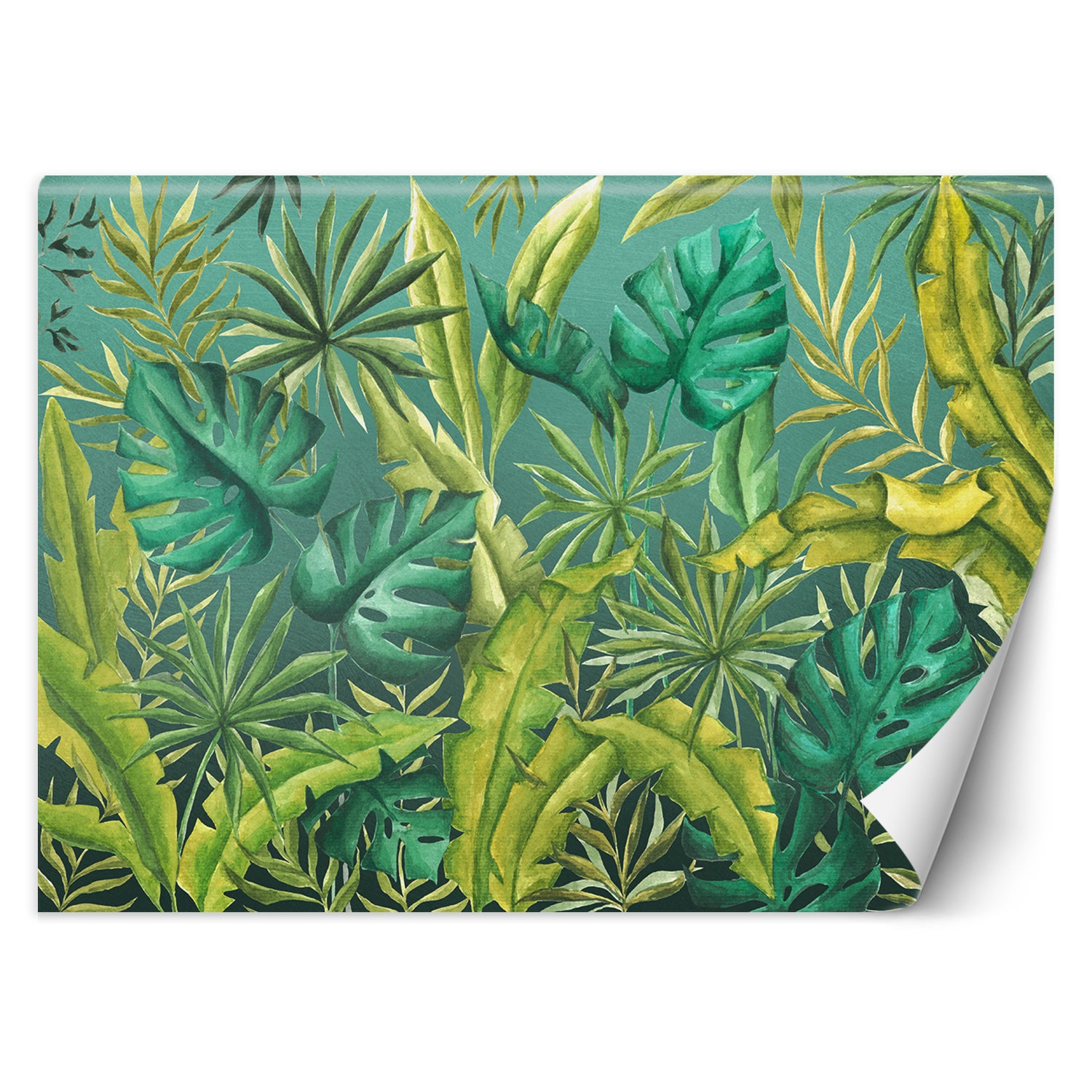 Fototapeta, Liście Monstera 150x105