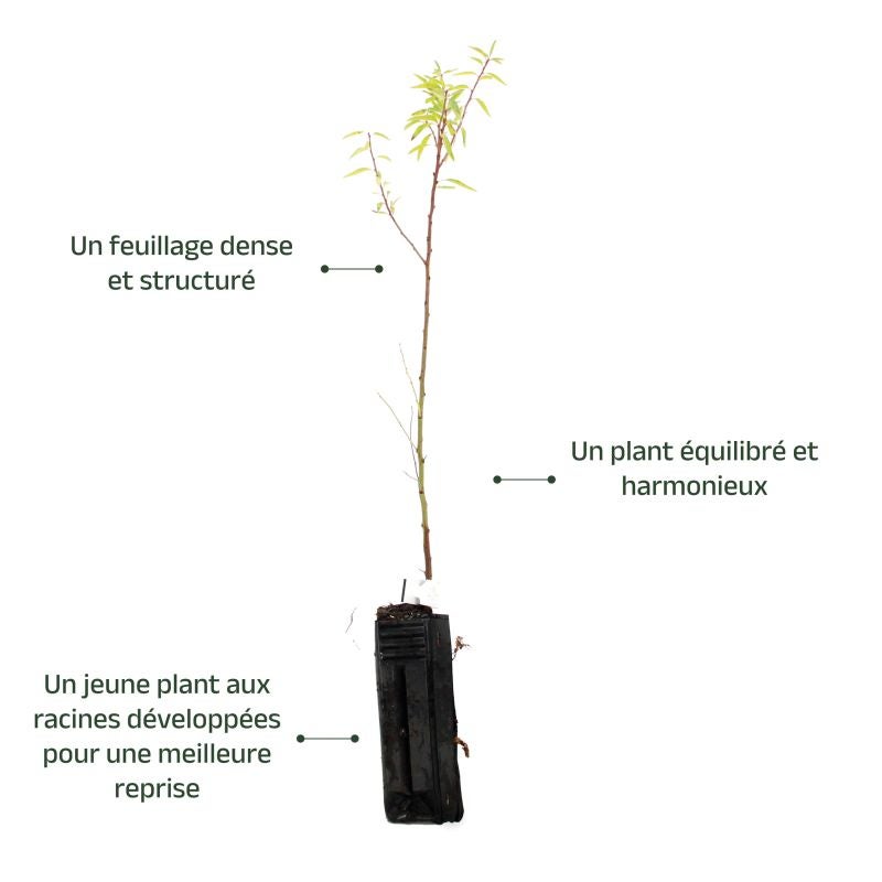 Amandier (Prunus dulcis) - Godet - Taille 20/40cm - Pépinières Naudet - 4
