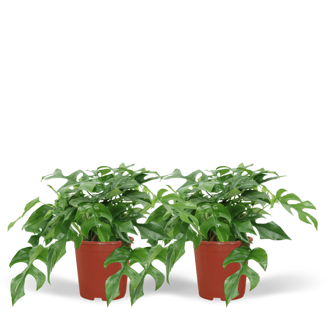 2x Monstera Minima - Roślina dziurkowana kompaktowa 15-30cm - Liście lobowane