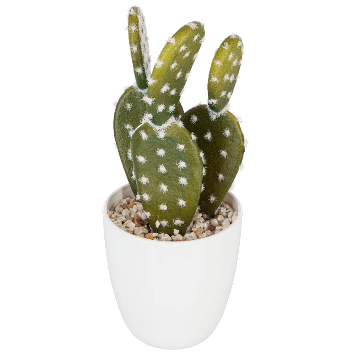 Cactus e piante succulente: schede di coltivazione dettagliate Cactus e piante succulente: schede di coltivazione dettagliate