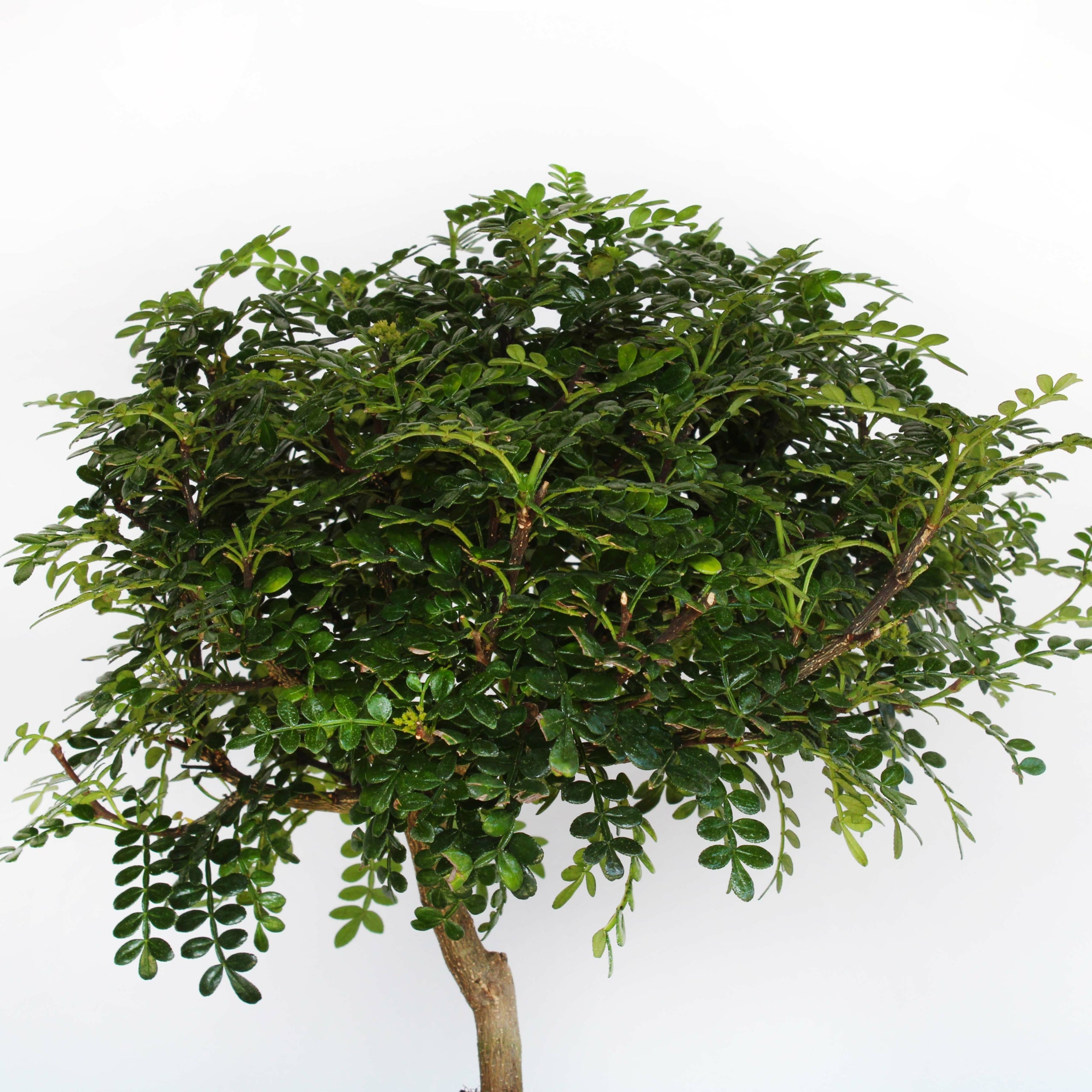Ficus Robusta Plante Verte 30-40 Cm - Plante D'intérieur Dépolluante, Facile D'entretien