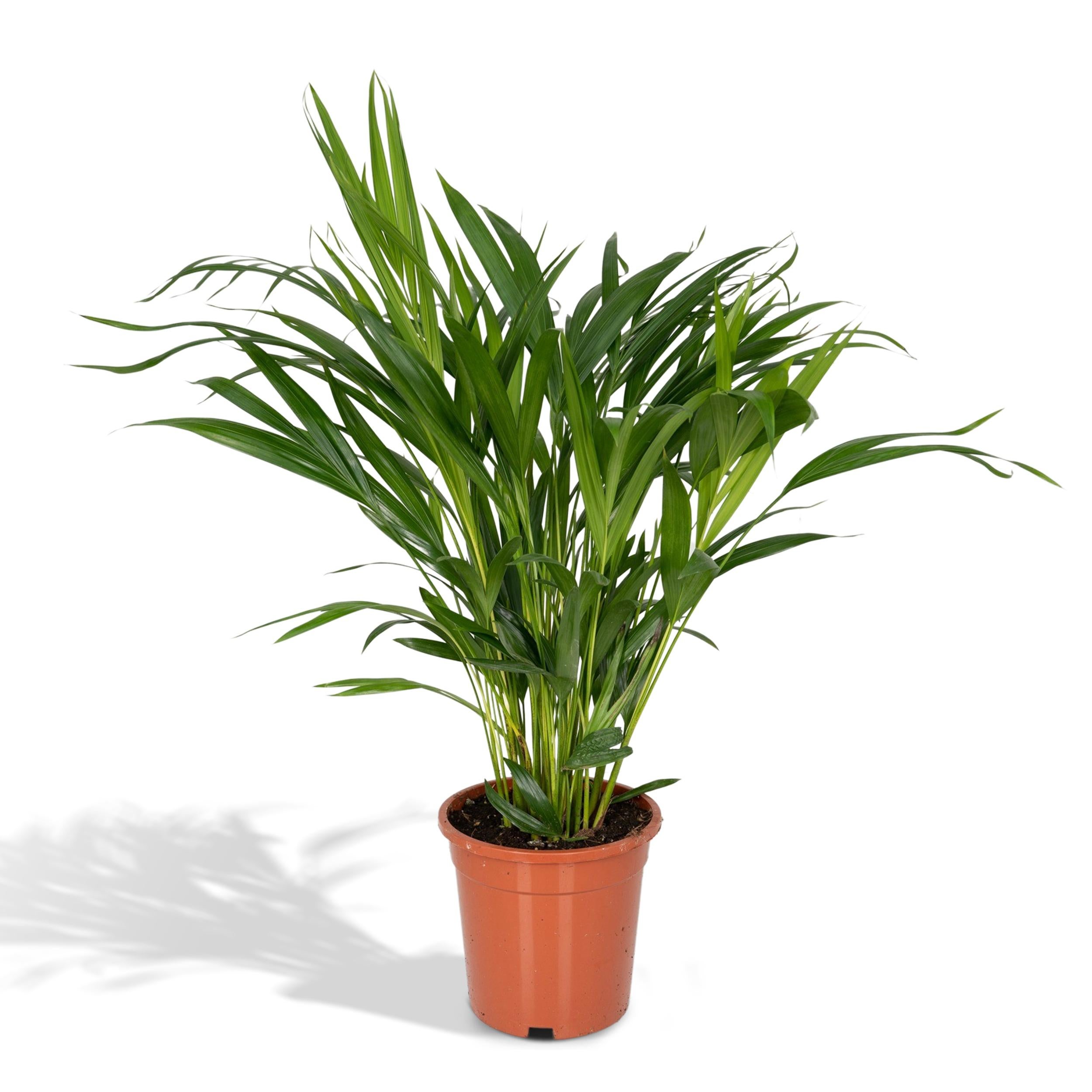 Dypsis Lutescens - Palma Areca 17 cm - Wysokość 60 cm