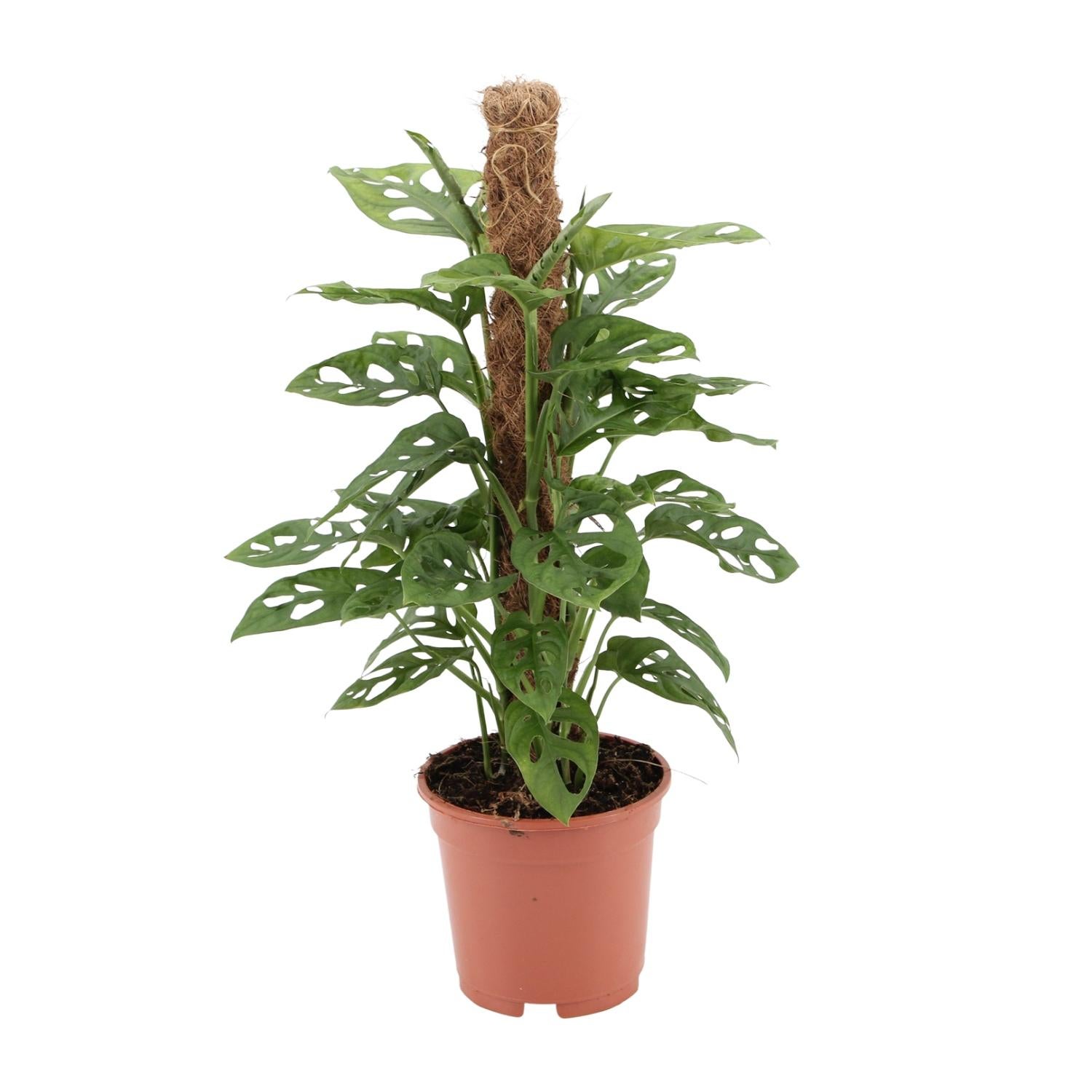 Monstera Monkey Leaf - Roślina doniczkowa tropikalna - Doniczka Ø17cm - Wys. 60cm