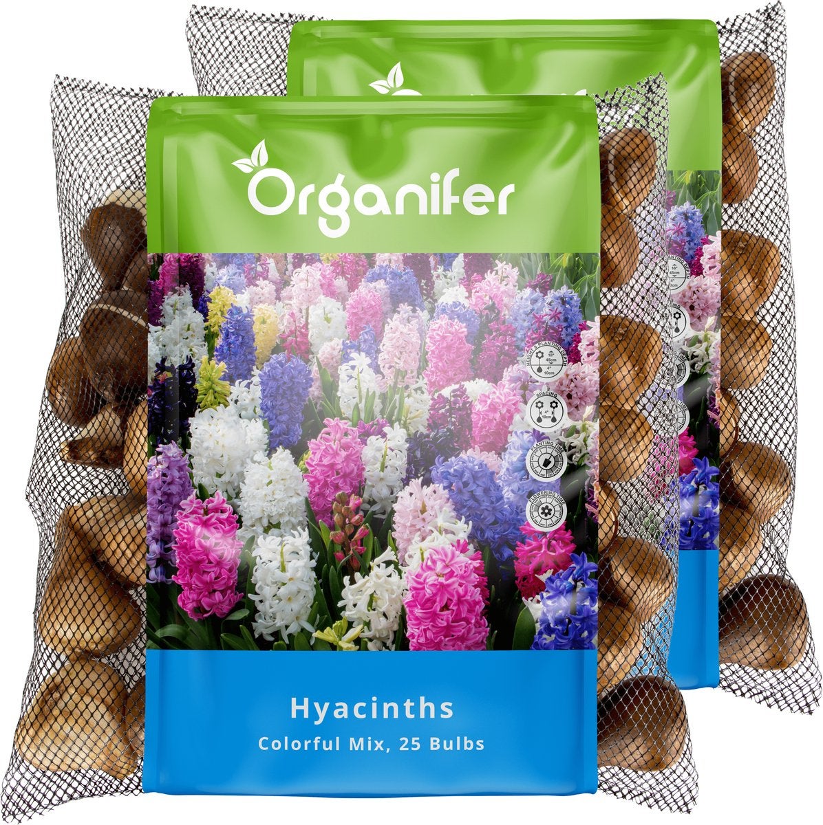 50 Bulbes De Jacinthes Mélange Coloré - Taille XXL 16/17 Cm, Parfumées, Floraison Printemps, Pour Jardins, Pots, Bordures - 4