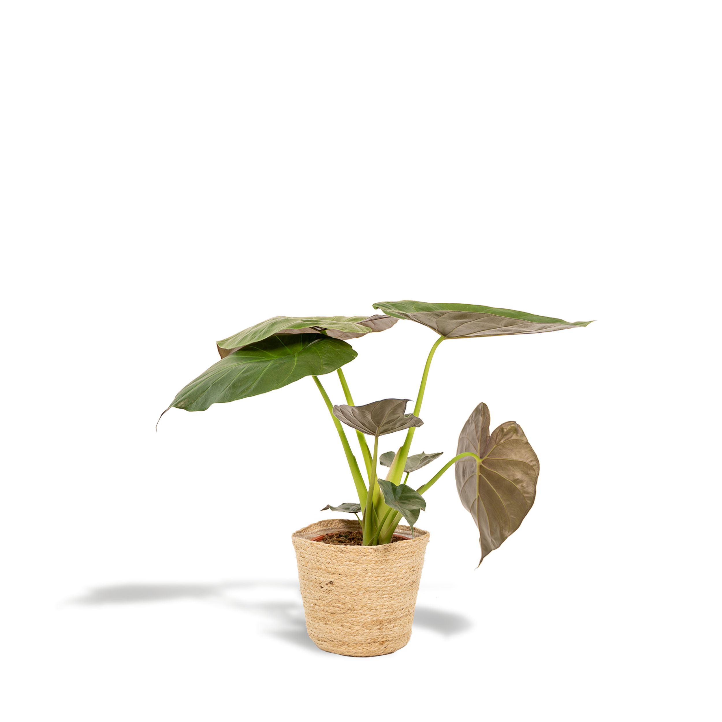 Alocasia Wentii z koszem Selin 19cm wysokość 65cm roślina doniczkowa Słoniowe Ucho
