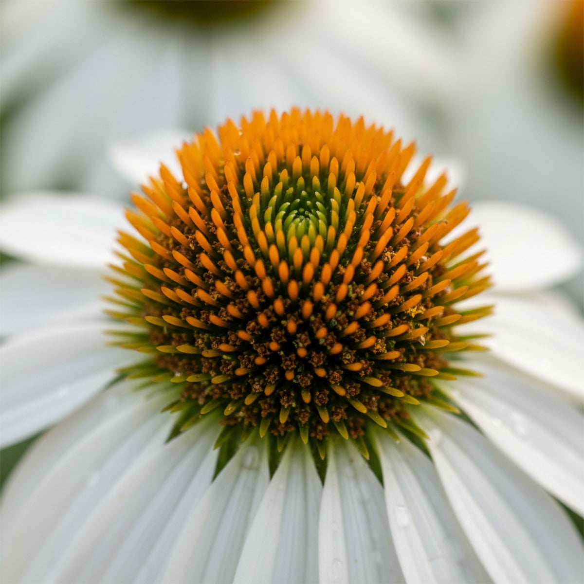 Lot de 6 - Echinacea purpurea 'White Swan' - Échinacée - Floraison abondante - H. 10-20 cm - P. 9 cm - 2