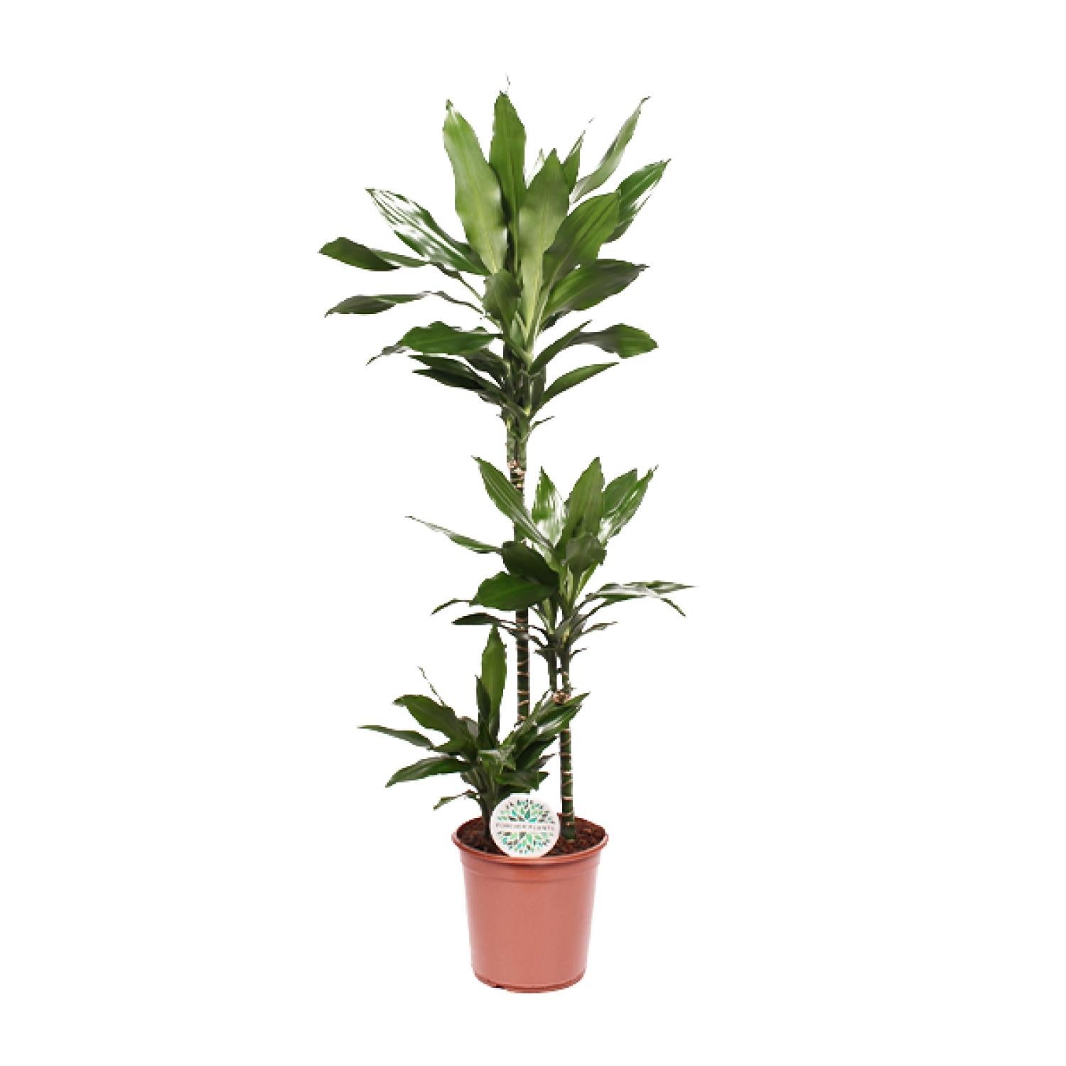 Dracaena Janet Lind 24 cm - Roślina doniczkowa 130 cm - Zielone liście łatwa pielęgnacja