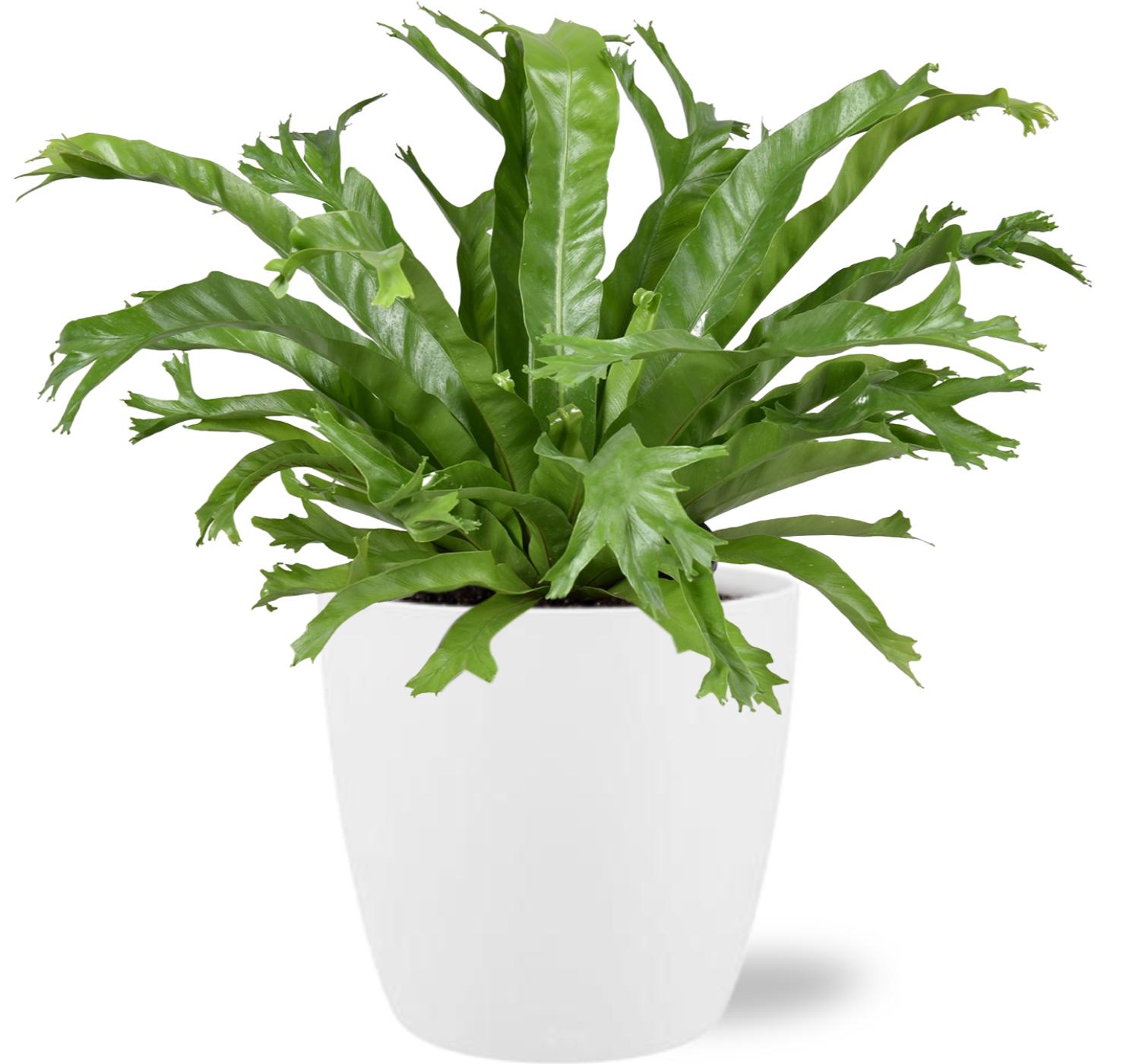 Asplenium Nidus Crissie w doniczce Brussels biała Ø18x17cm - Roślina doniczkowa 17-40cm