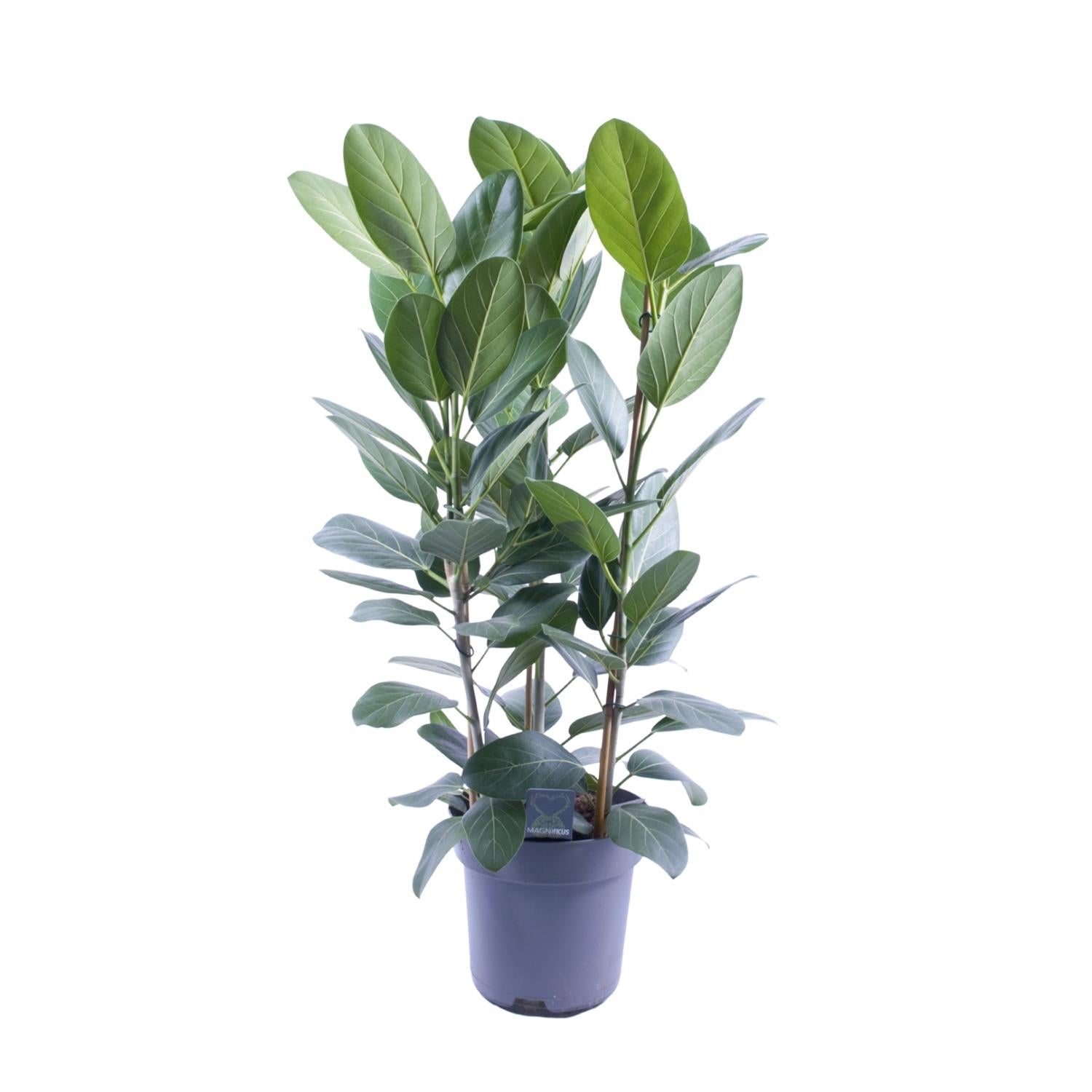 Ficus Audrey Toef 3 Stekken - Roślina Doniczkowa - Doniczka Ø27cm - Wysokość 105cm