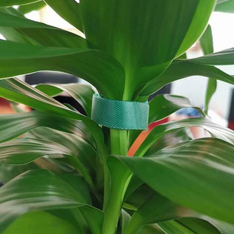 6 rouleaux de ruban adhésif en nylon réutilisable pour plantes de jardin, tomates, fleurs ou légumes en bacs surélevés, vert, 10 mm x 2 m - 3