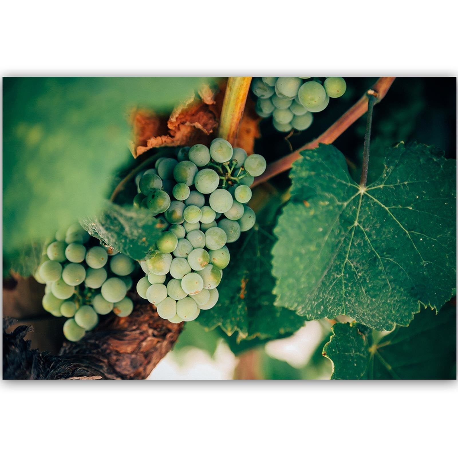 Tableau bois raisins verts - 60 x 40 cm - 2