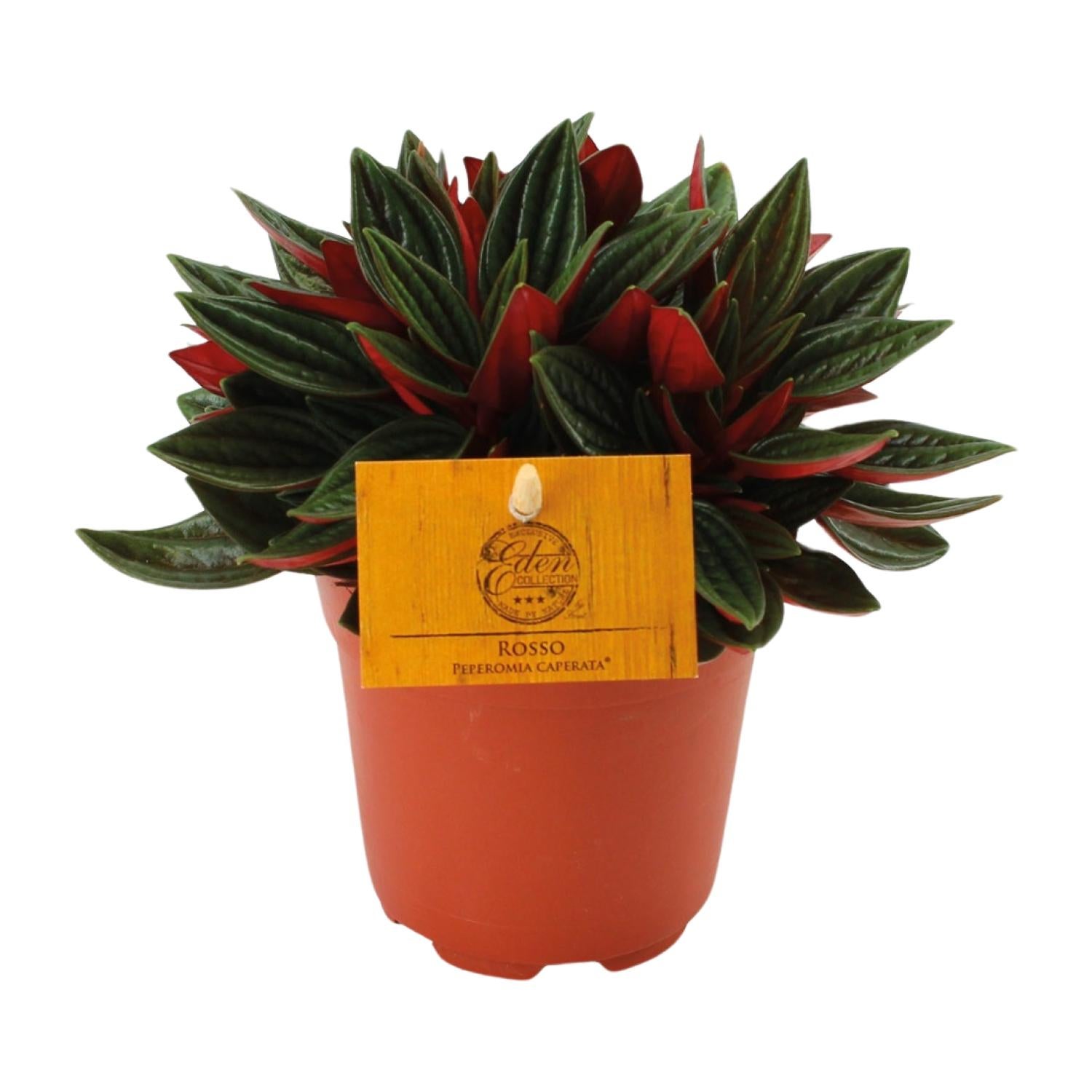 Peperomia Caperata Rosso - Roślina doniczkowa czerwona - Liście teksturowane - Doniczka Ø11cm - Wysokość 15cm